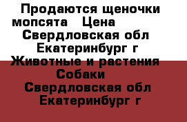 Продаются щеночки мопсята › Цена ­ 21 000 - Свердловская обл., Екатеринбург г. Животные и растения » Собаки   . Свердловская обл.,Екатеринбург г.